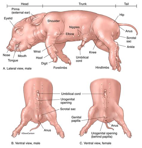 fetal pig anatomy diagram