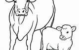 Coloring Cattle Cow Pages Printable Drive Color Easter Getcolorings Getdrawings sketch template