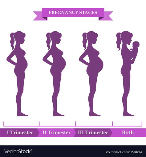 pregnancy stages infographic royalty  vector image