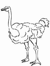Ostrich Struisvogel Kleurplaat Nieuwsgierige Categorieën Ostriches sketch template