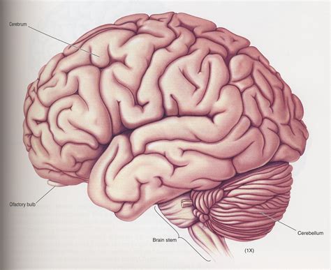 hersenen gedrag hersenanatomie