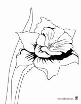 Coloring Pages Daffodil Orchid Flower Colouring Simple Printable Detailed Color Wild Hellokids Adults Adult Print Sheets Google Find Getcolorings Choose sketch template