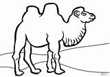 Camel Coloring Pages Camels Bactrian Colouring Printable Clipart Caravan Print Drawing Kids Book Color Pic Getdrawings Animals Drawn Popular Winsome sketch template