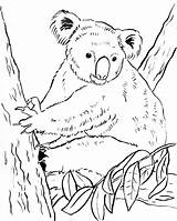Koala Coloring Pages Bear Bears Cute Drawing Colouring Print Getdrawings Samanthasbell Popular sketch template