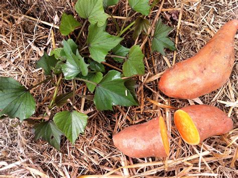 raw edible plants sweet potato ipomoea batatas