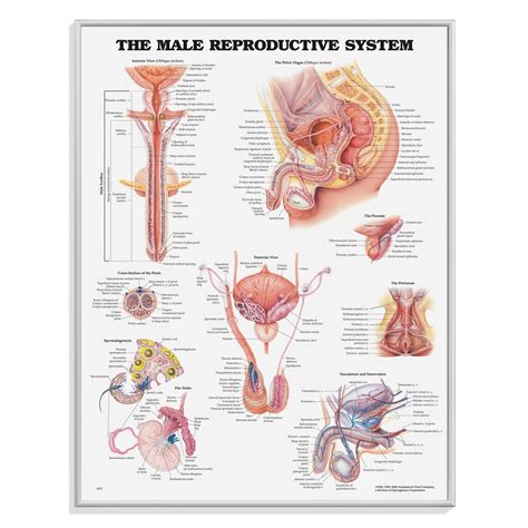 Genitals Anatomy Posters Anatomy Male Reproductive System Poster