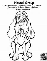Dog Coloring Pages Bloodhound Westminster Show Coon Club Hound Kennel Group Winner Getcolorings sketch template