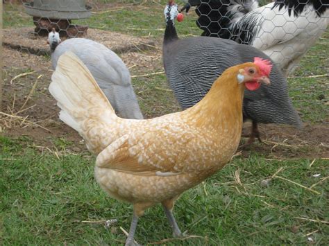 friesian  sale chickens breed information omlet