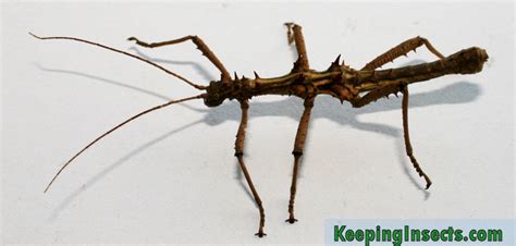 Thorny Stick Insect Aretaon Asperrimus Keeping Insects