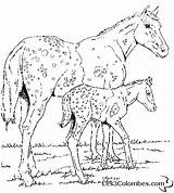 Cheval Chevaux Poulain Colorat Cai Gratuit Cavalli Animale Caballo Coloriages Colorier Planse P38 Cavallo Caballos Valeska Desene Konji Poney Foal sketch template