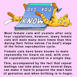 cat gestation period  long  cats pregnant