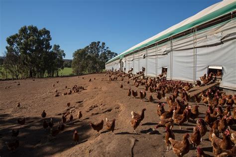agents hatch sale campaign  victorias largest  range egg farm