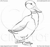 Duck Mallard Drake Cartoon Clipart Coloring Outlined Vector Picsburg Pages Clipartof Getcolorings Patterns sketch template