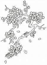 Blossom Cherry Coloring Tree Drawing Flower Japanese Tattoo Pages Flowers Blossoms Drawings Trees Sketch Outline Color Printable Step Sketches Tattoos sketch template