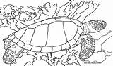 Loggerhead Leatherback Draw Hawksbills sketch template