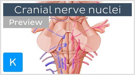 cranial nerve nuclei locations  functions preview human