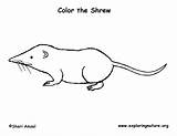 Shrew Tailed sketch template