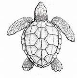Sea Turtles Loggerhead Coloring Fws Tortue Crate Symmetry Lol Coloriages Stress sketch template