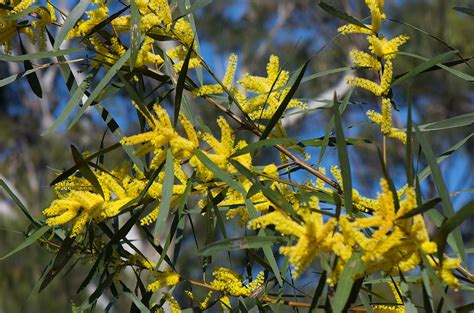 sydney golden wattle acacia longifolia var longifolia flickr
