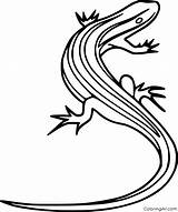 Skink Reptile Coloringall Lizard Lined Lizards sketch template