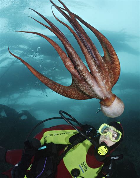 Genome Reveals Clues To Octopus Intelligence Discover Magazine