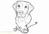 Labrador Lab Coloring Pages Drawing Yellow Retriever Puppy Golden Dog Chocolate Line Puppies Kids Colouring Drawings Realistic Book Print Color sketch template