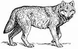 Coloring Wolf Wolves Print Pages Medium Para Ausmalbilder Lobo Kids Kostenlos Zum Real Malvorlagen Wild Lobos sketch template