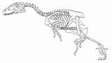 Skeleton Dinosaur Coloring Pages Printable Getcolorings sketch template