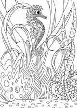 Seahorse Ippocampo Getrokken Volwassen Kleuring Coloritura Disegnato Adulta sketch template