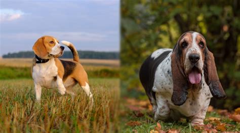 Beagle Vs Basset Hound Comparing Breed Differences