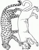Coloring Pages Cheetah Leopard Animals Ark Noah Coloringpages1001 Noahs sketch template