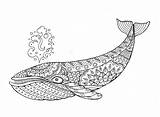 Whale Coloring Pages Zentangle Colouring Adult Mandala Animal Books Book sketch template