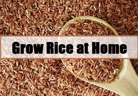 grow rice  home  prepared page
