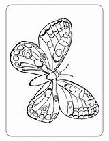 Coloriage Papillon Zoomer Cliquer sketch template