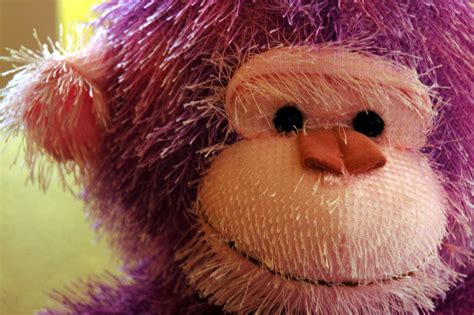 purple monkey  stock photo freeimagescom