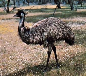 emu bird britannicacom