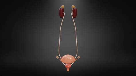 Female Reproductive System 3d Model Cgtrader
