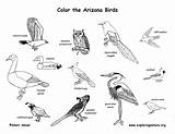 State Birds Coloring Arizona Az sketch template