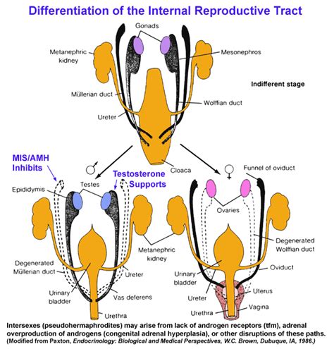 Differentiation Of Internal Reproductive Tract Reproductive System