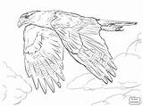 Falcon Coloring Pages Caracara Drawing Northern Crested Peregrine Prairie Line Printable Template Falcons Drawings sketch template