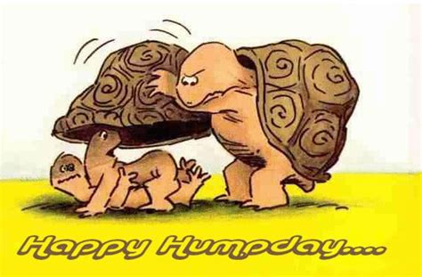 happy hump day with turtles wednesday it s hump day pinterest