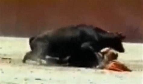 bull mounts matador after knocking her to the ground in shocking clip