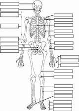 Anatomy Coloring Physiology Pages Human Printable Getcolorings sketch template