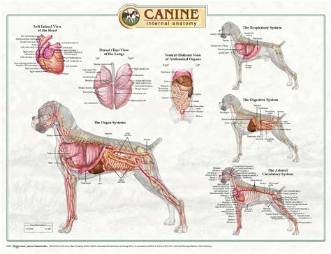 dog anatomy dog care training grooming
