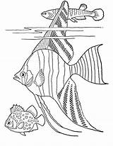 Adult Mewarnai Rybka Detailed Kolorowanka Thegraphicsfairy Realistic Akwariowa Fishes Landform Skalar Sklar Druku Wydrukuj Malowankę Onlinecoloringpages sketch template