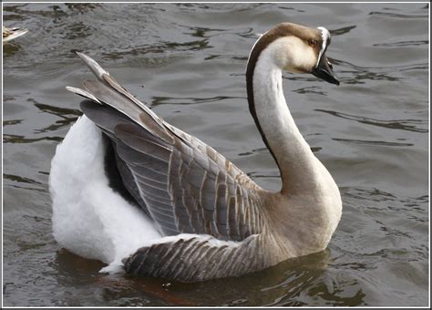 chinese goose lake llandod geese breeds pet birds goose