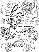 Dover Publications Colouring Appel Océan Coquillages Pintere Azcoloring Mitsouko Eklablog sketch template