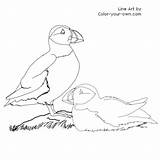 Coloring Puffin Puffins Pages Drawings Color Line Colouring Own Kids Easy Bird Index 44kb 500px sketch template
