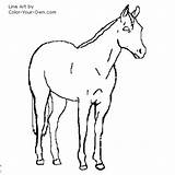 Horse Quarter Coloring Pages Mare Color Stock American Drawings Getdrawings Own Getcolorings Designlooter 76kb 500px sketch template