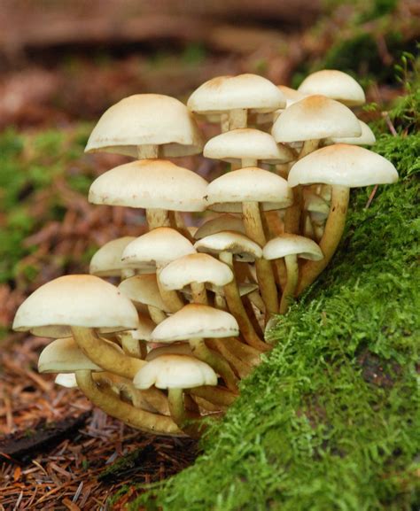 forest fungi pat  chooks